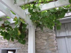 Grapes in Prince Edward County